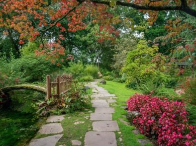 ukladanie kotki brukowej