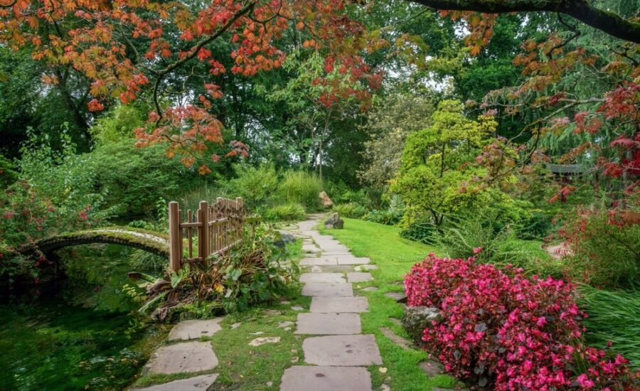 ukladanie kotki brukowej