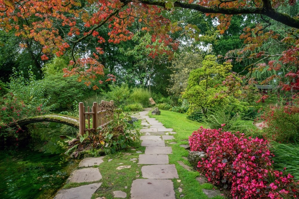 ukladanie kotki brukowej