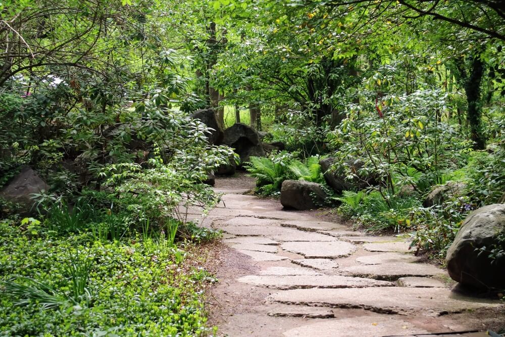 ukladanie kotki brukowej