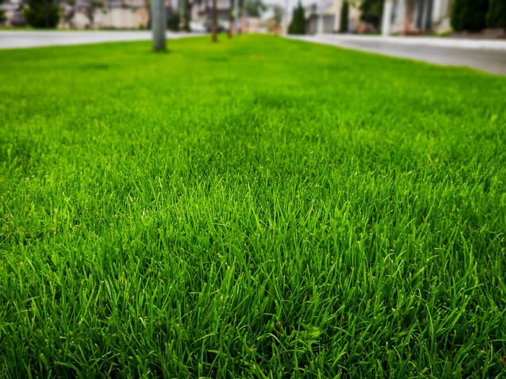 trawniki z rolki lub z siewu