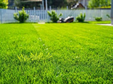 trawniki z rolki lub z siewu