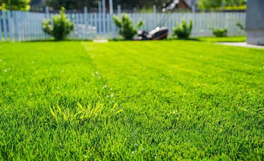 trawniki z rolki lub z siewu