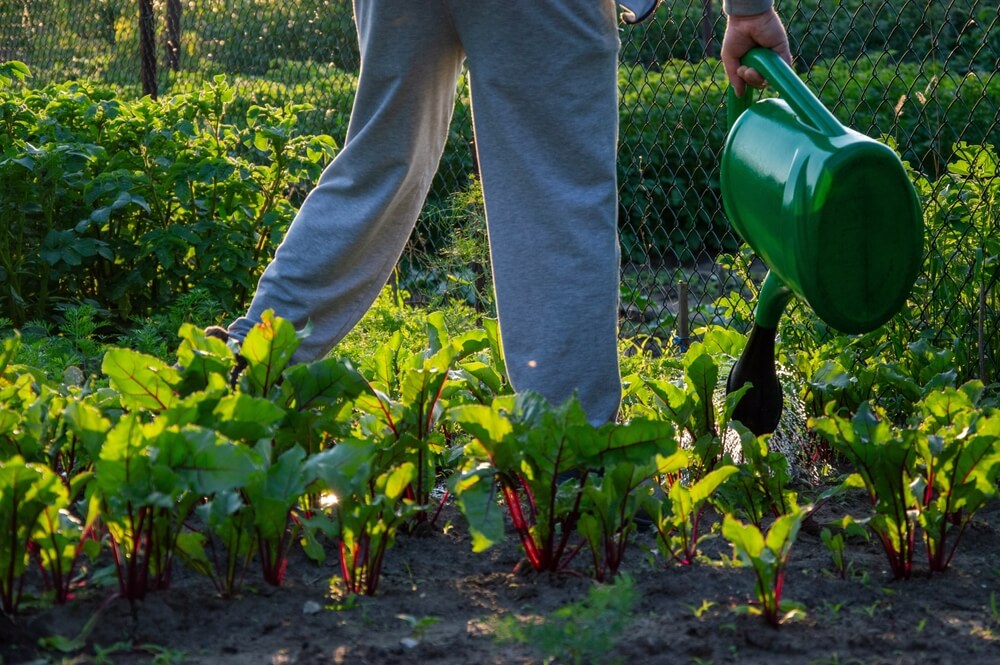 projektowanie ogrodow