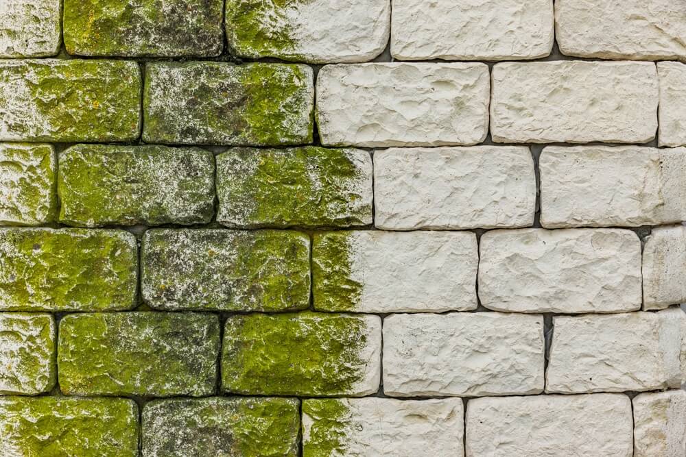 zielony nalot na elewacji