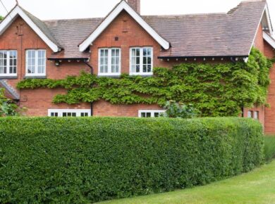 żywopłot w ogrodzie