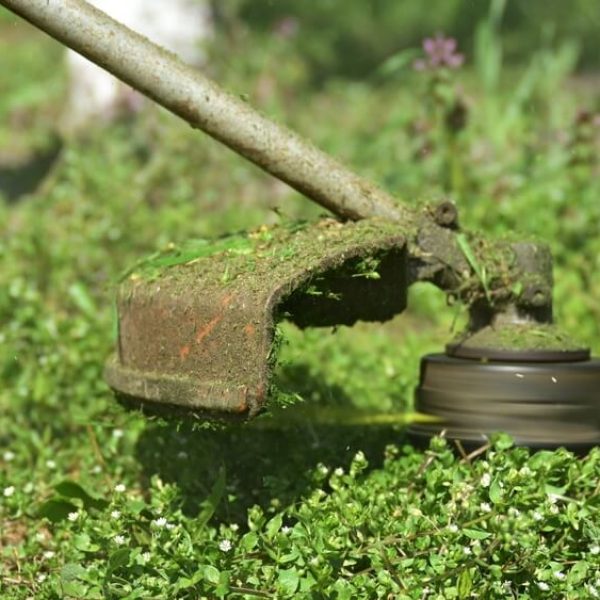 trawa z rolki lub siewu