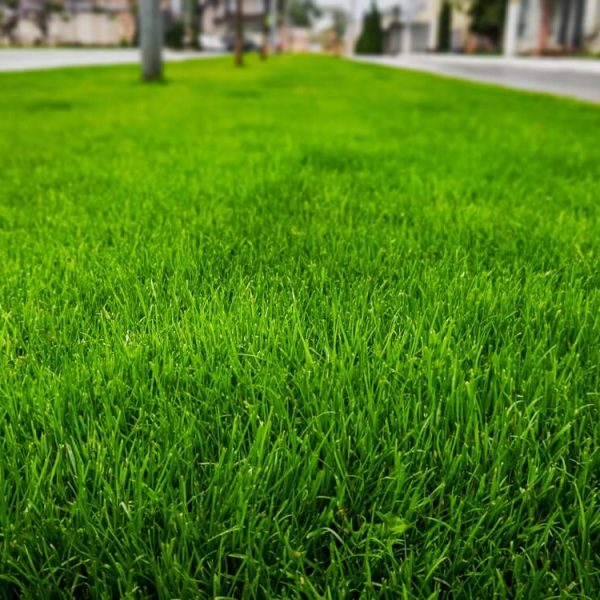 trawniki z rolki lub z siewu