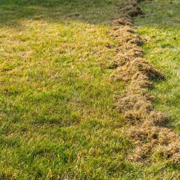 trawniki z rolki lub siewu