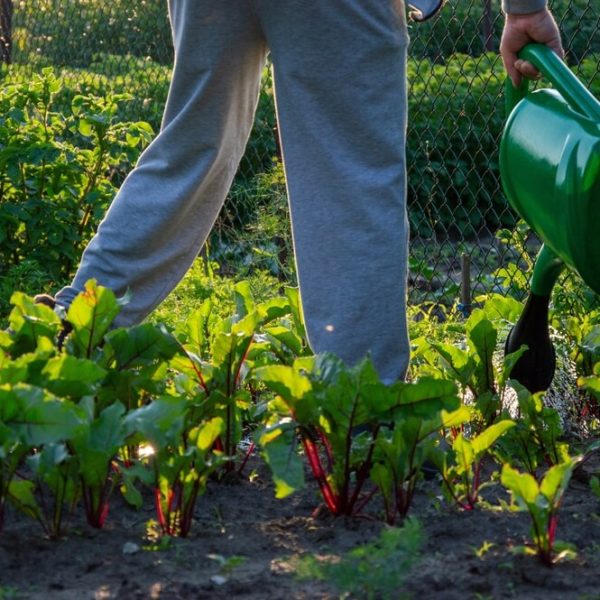 projektowanie ogrodow