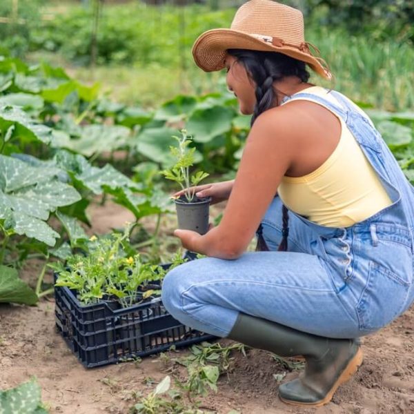 projektowanie ogrodow